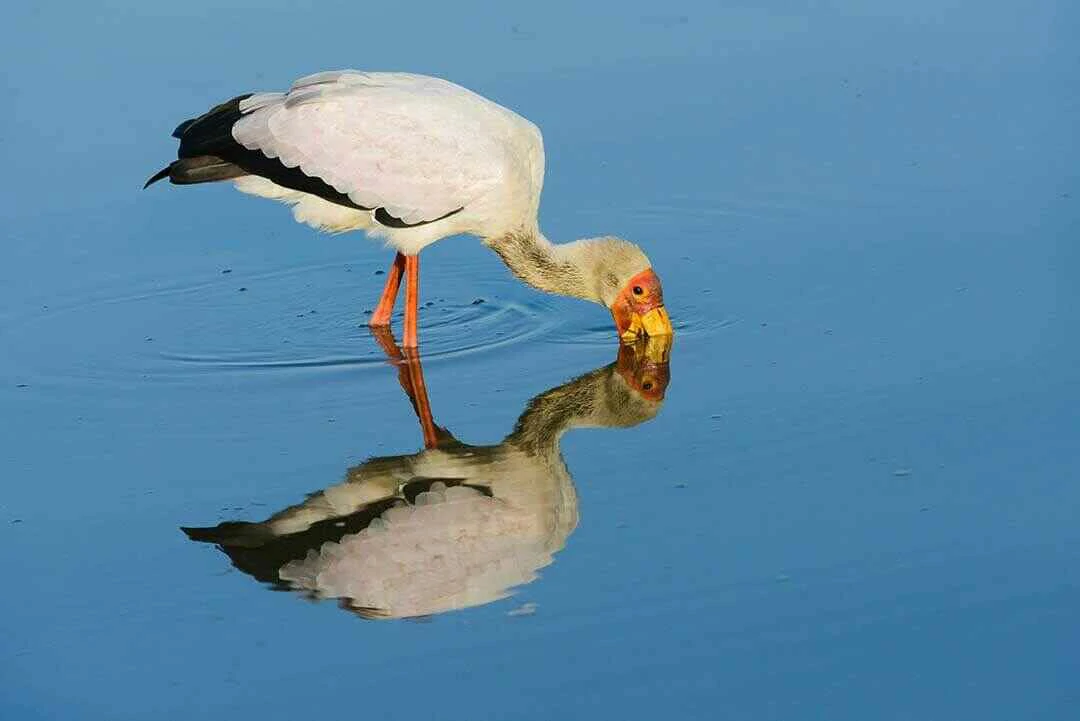 Yellow-billed Stork Reflecting